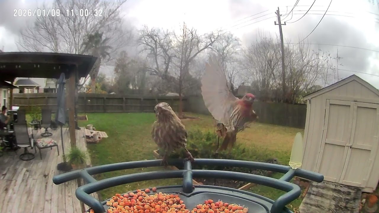 Birds in SE Texas on 1/9/2026