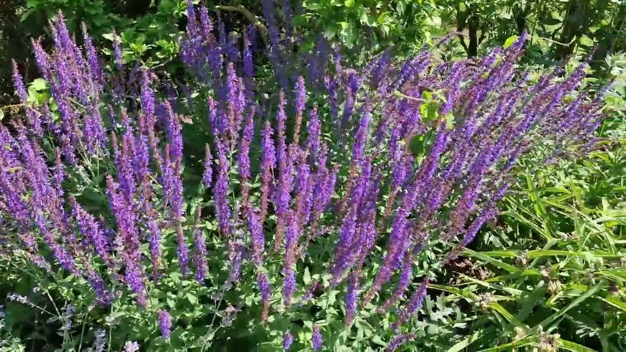 Waterperry Gardens, Waterperry, near Wheatley, Oxfordshire, Southern England, UK  - July 2023