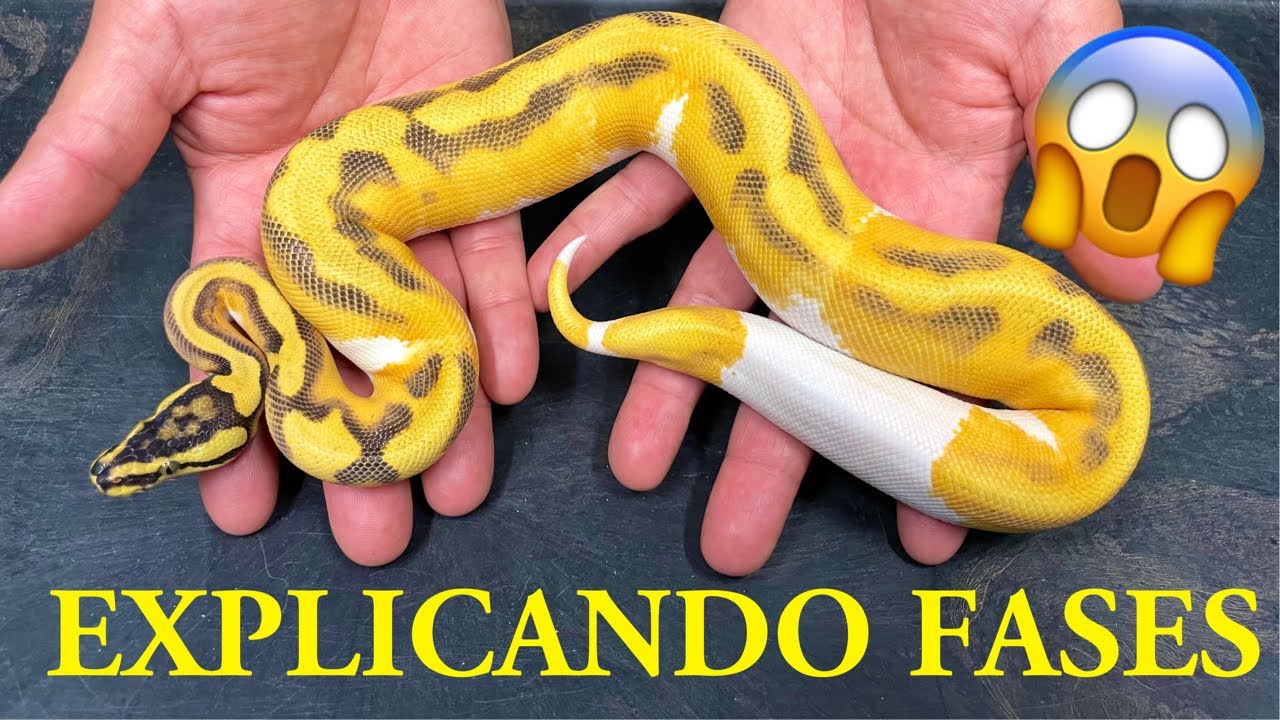 Explicando Las Fases De Piton Bolas y Mas !!!