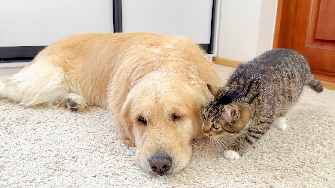 Gentle Giant Golden Retriever Does Everything to Ignore a Kitten — His Reaction Is Priceless!
