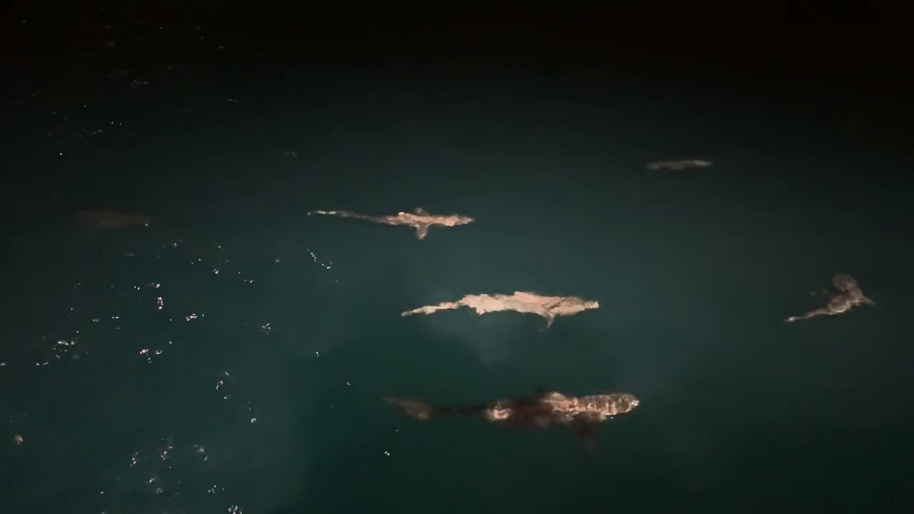 We're gonna need a bigger boat!