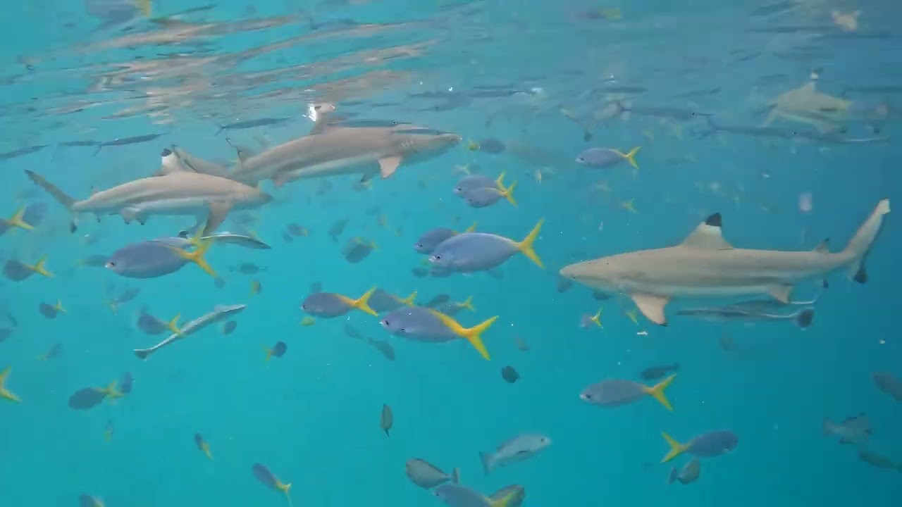 2024Aug PALAU   鯊魚