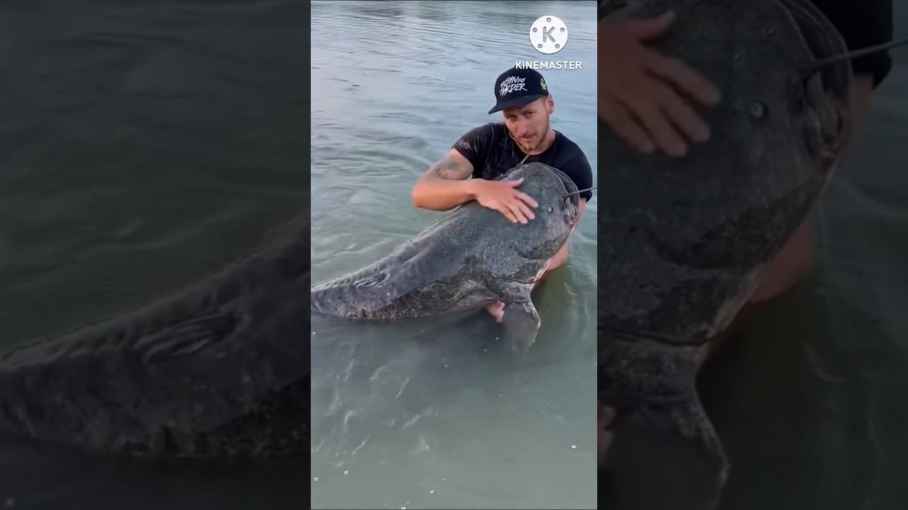Amazon catfish