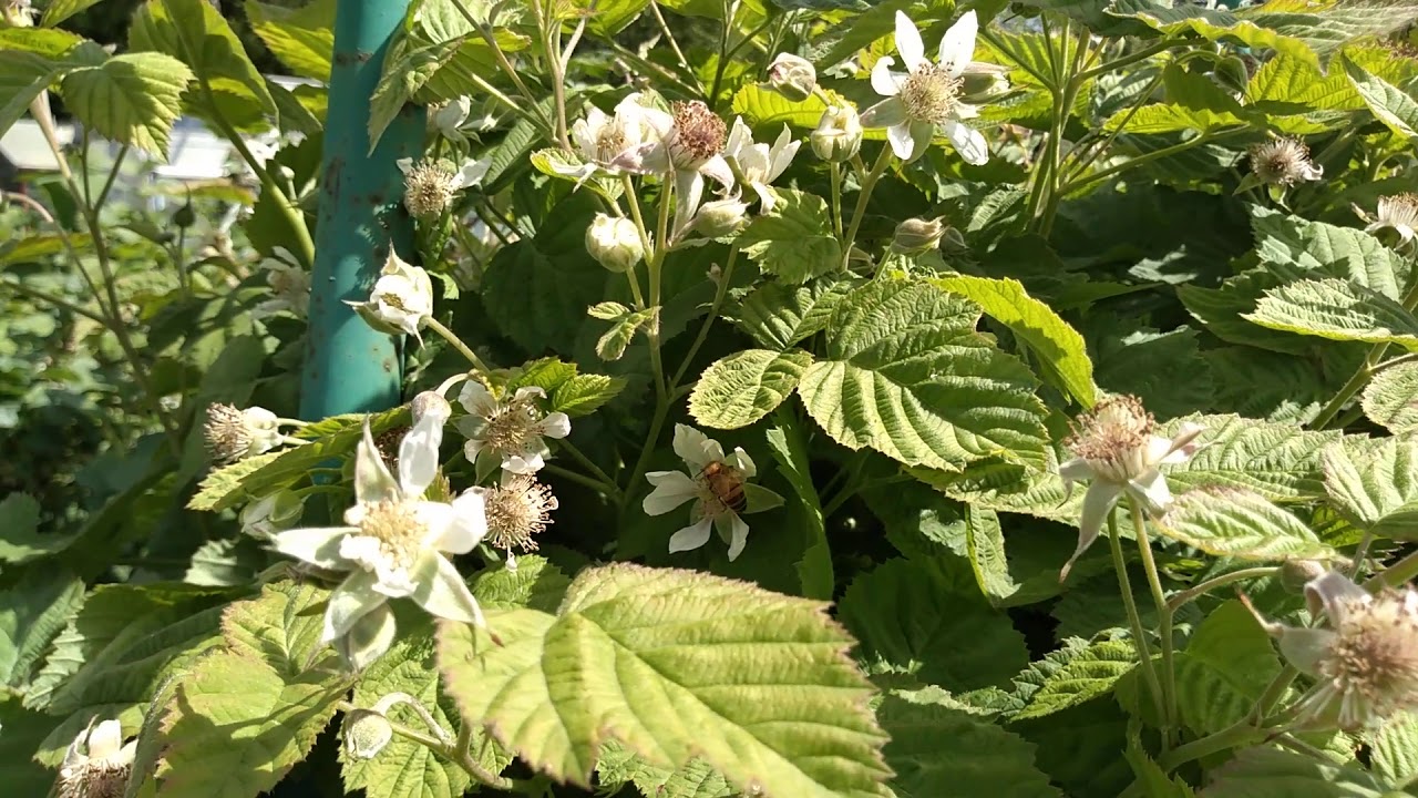 Bees on tayberries