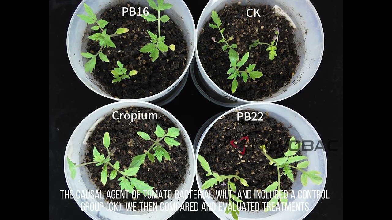 Tomato Bacterial Wilt Control | Cropium Biocontrol Trial Against Ralstonia solanacearum