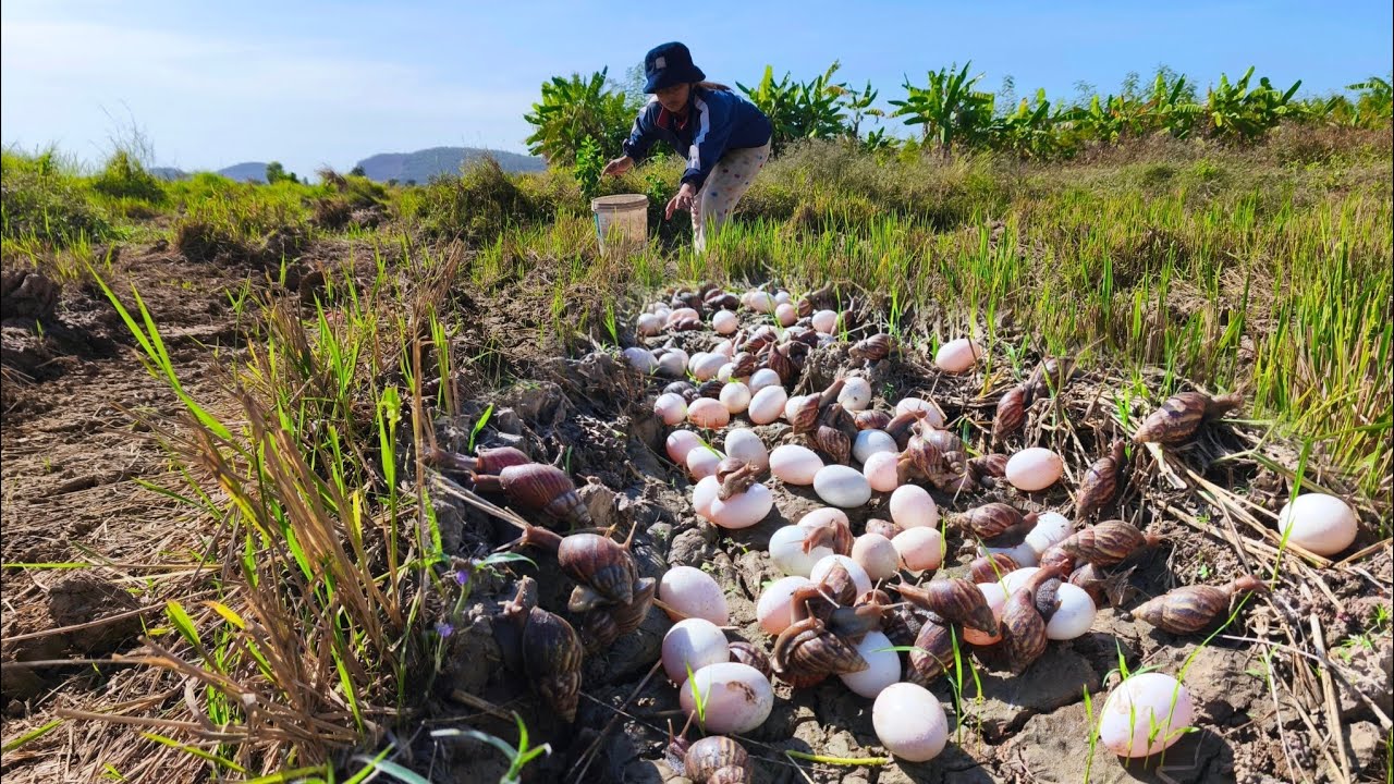 Best unique fishing! catch a lot of crabs and pick duck eggs at rice field by hand skill