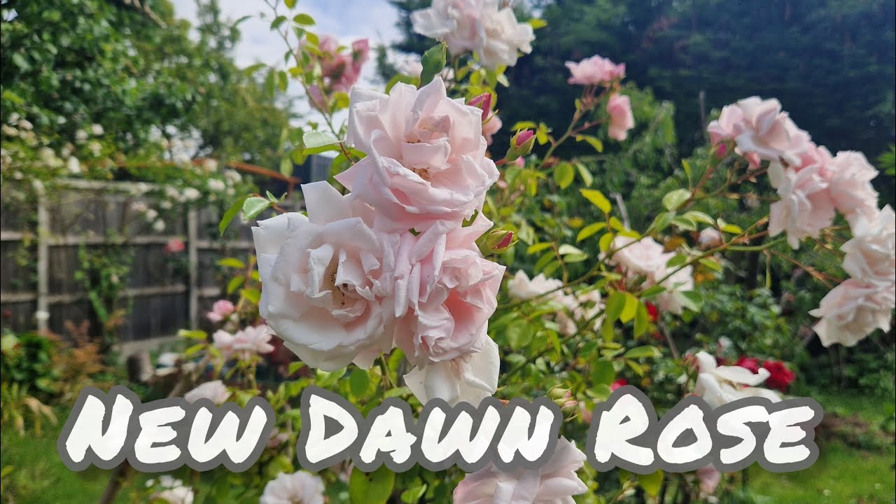New Dawn Rose - Gorgeous pink climbing rose (2 years old)