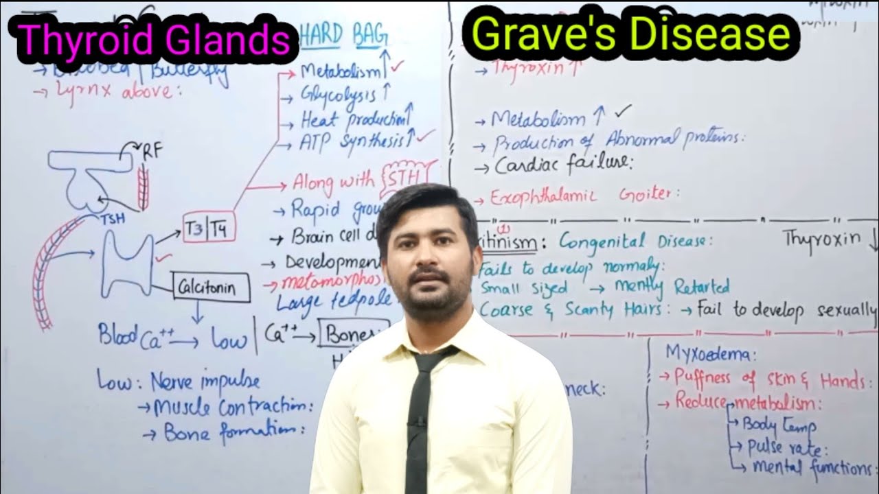 17.17 Thyroid gland and its Function Fsc Biology class 12 | Hormones of Thyroid Glands