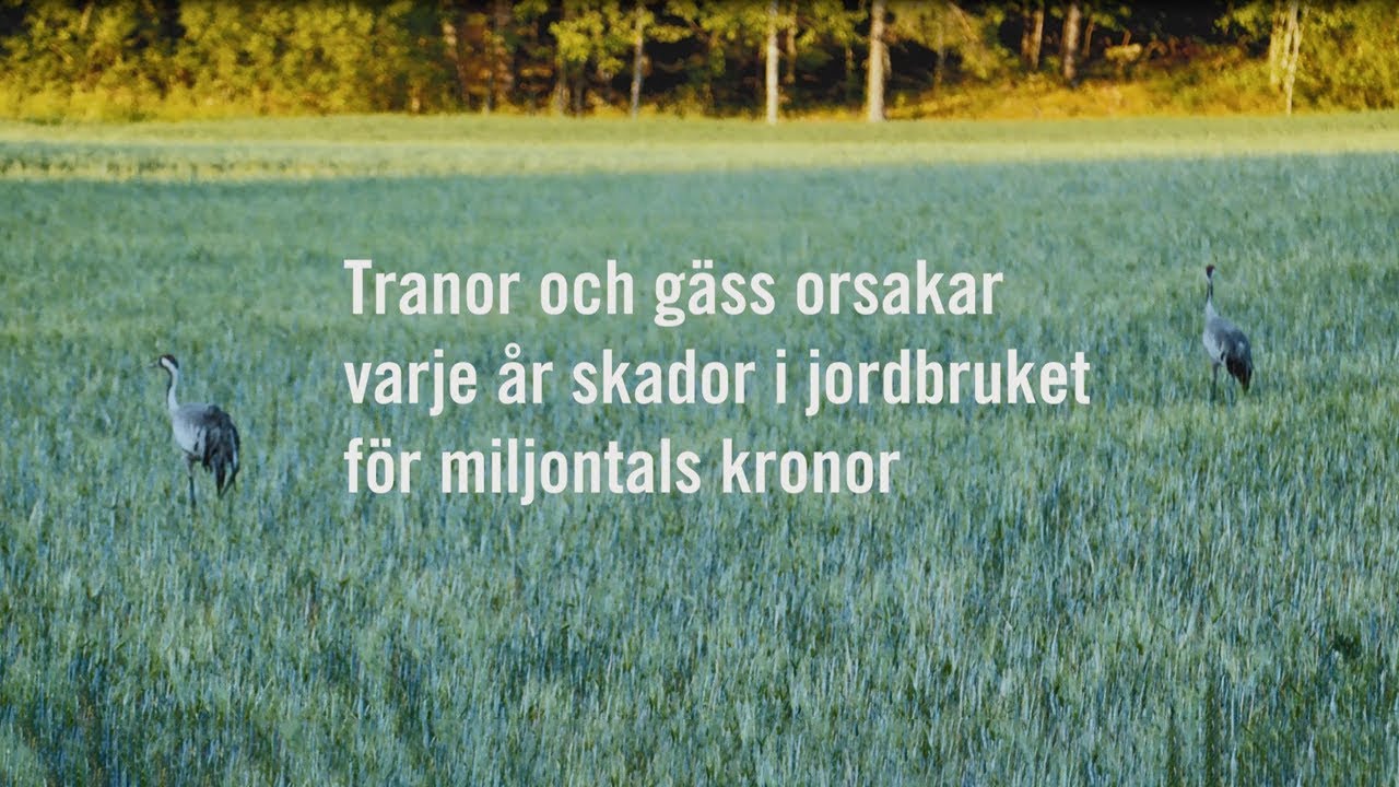 Tranornas påverkan på jordbrukslandskapet | Naturvårdsverket