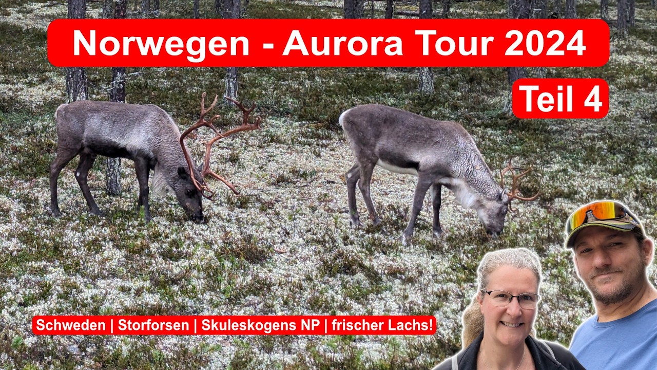 Schweden im Oktober 2024 mit dem Wohnmobil -  Storforsen und Skuleskogens - Teil 4