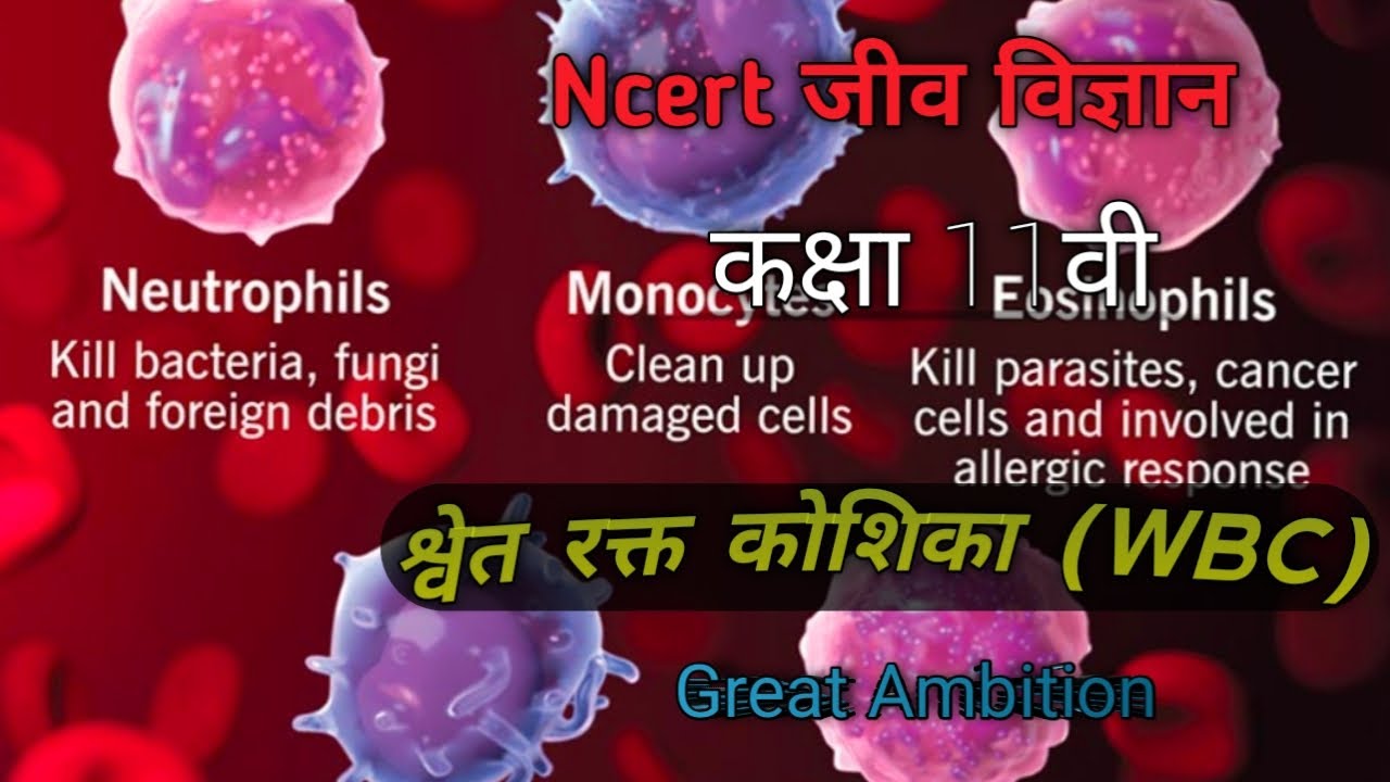 श्वेत रूधिराणु (WBC) रक्त कैंसर या ल्यूकेमिया