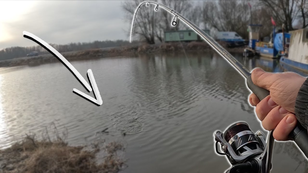 TEN GATUNEK ZDOMINOWAŁ TĘ WODĘ! FEEDER NA WIŚLE!