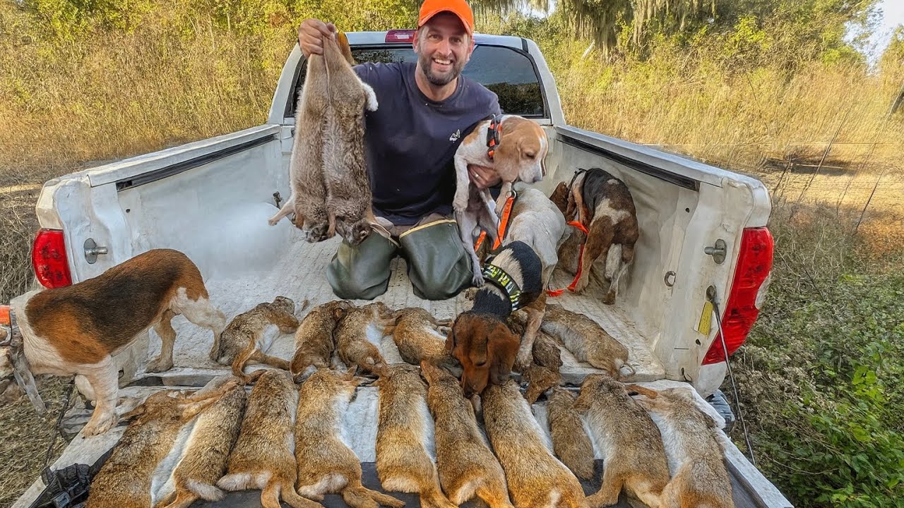 Hunting and Cooking GIANT Swamp Rabbits &mdash; Beagles Go Wild