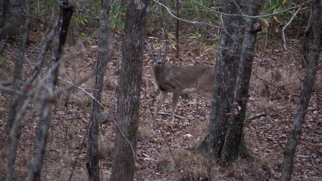 Deer and Dogs EVERYWHERE in Alabama- (Saddle Hunting Public Land)