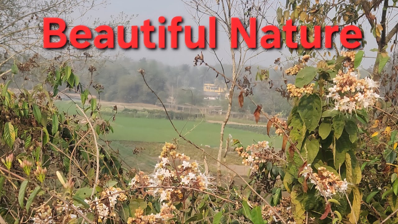 NATURAL BEAUTY IN SPRING BESIDE THE RAILWAY TRACK IN TRIPURA.🌳   GREEN AND BEAUTIFUL TRIPURA.👌