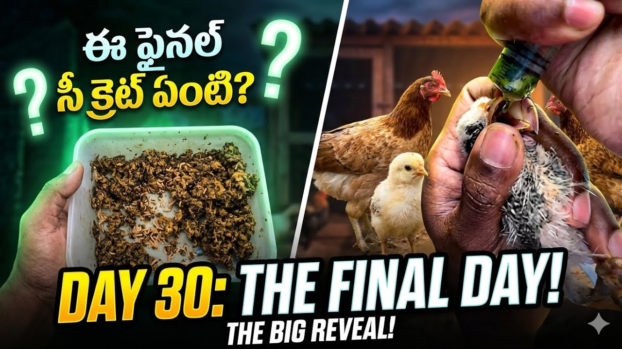 Day 30 Brooding: ఒక్క పిల్ల కూడా చనిపోలేదు! ఇదే నా సీక్రెట్. 🤫