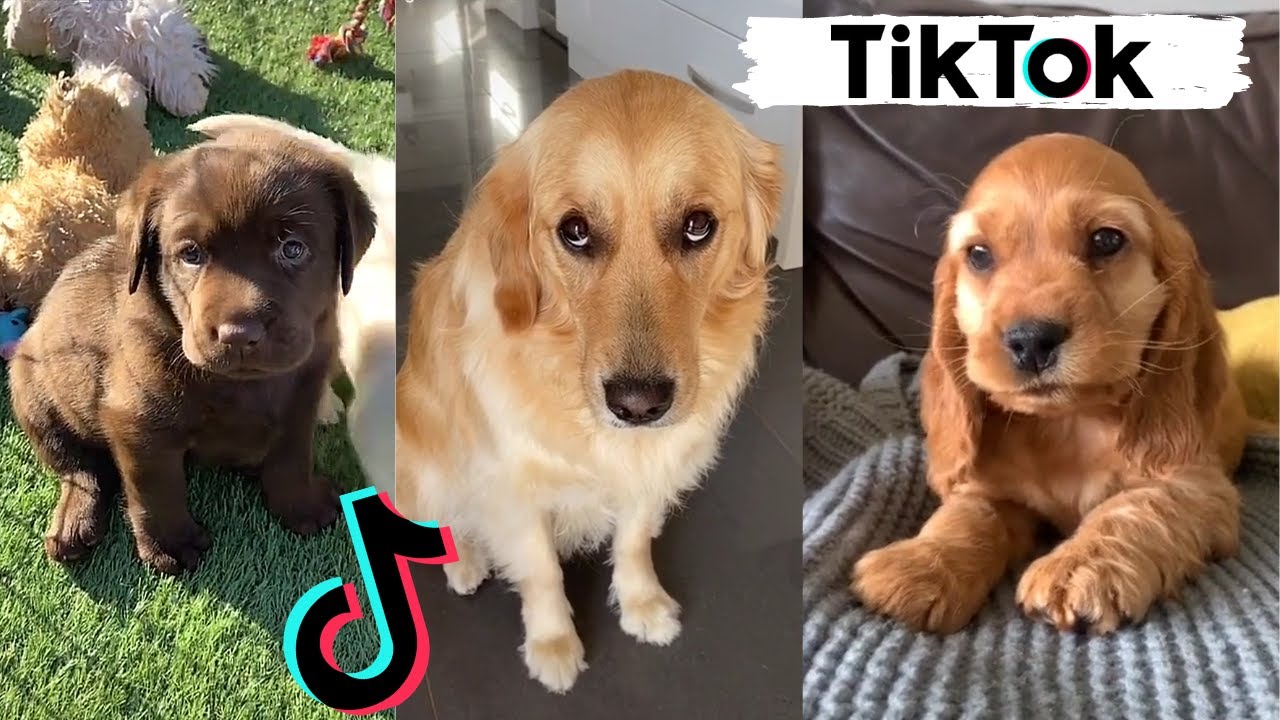 TIK TOKS THAT MAKE YOU GO AAWWW  ~ Funny Dogs of TikTok Compilation ~ Cutest Puppies