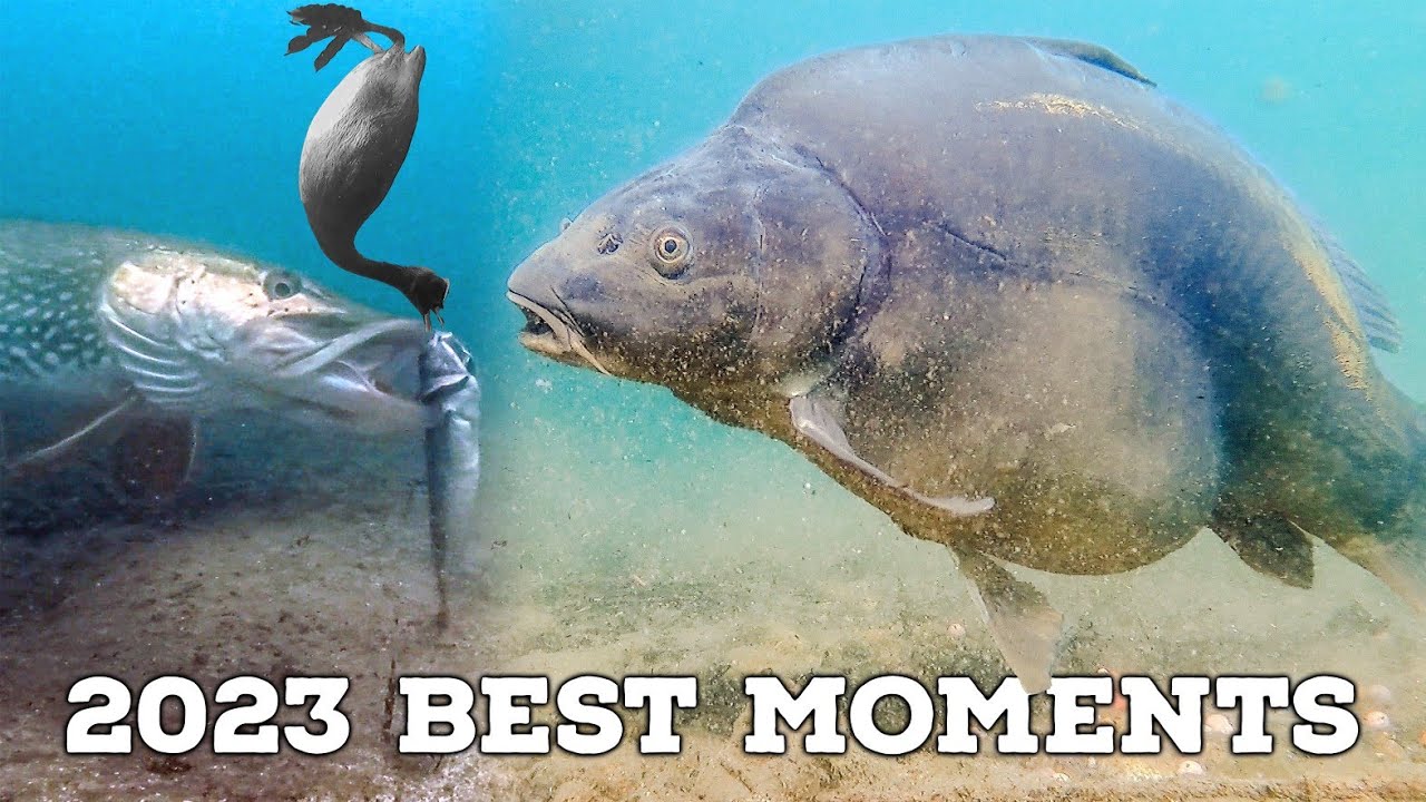 Best Underwater Fishing Compilation (4K Quality)