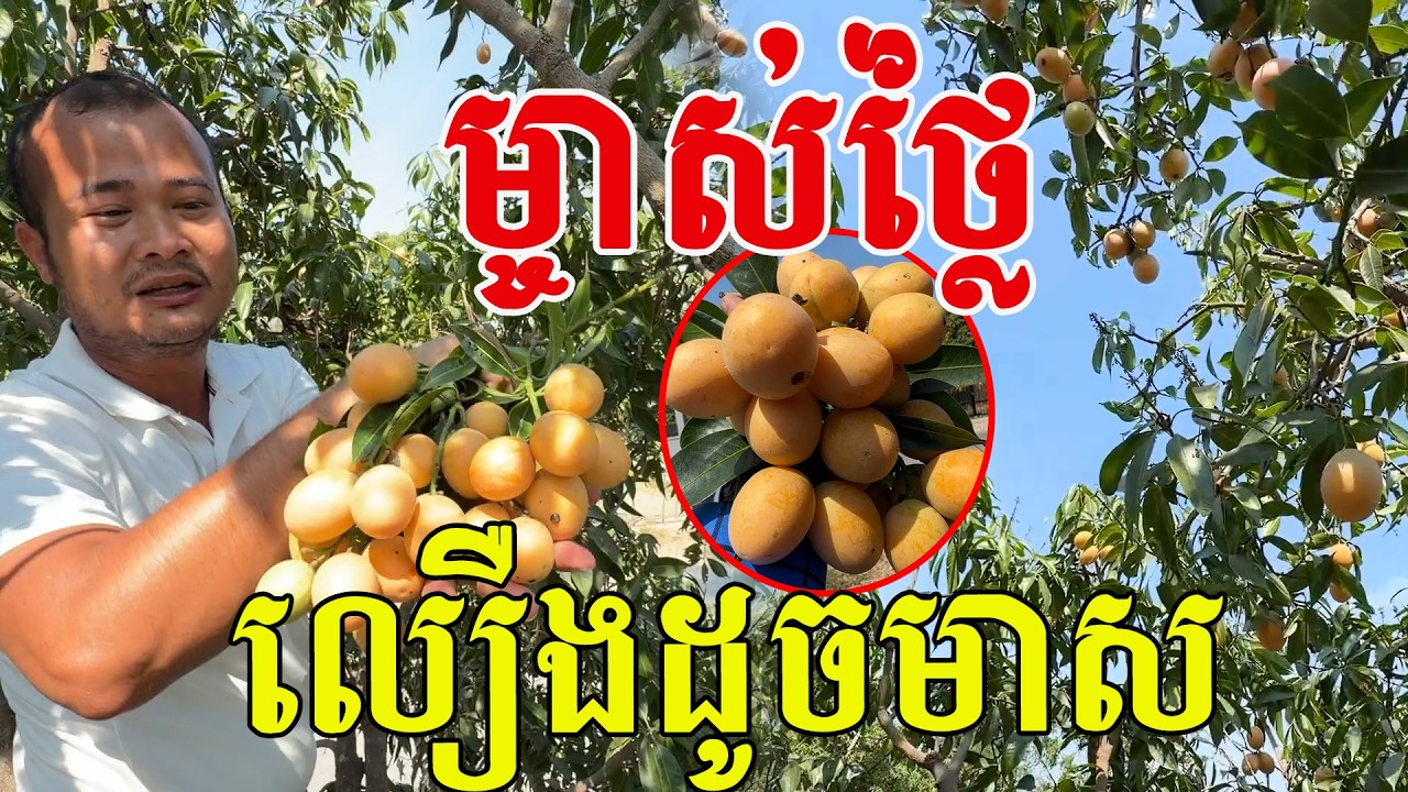 ម្ចាស់ថ្លៃ ផ្លែលឿងដូចមាស ផ្អែមស្អិត