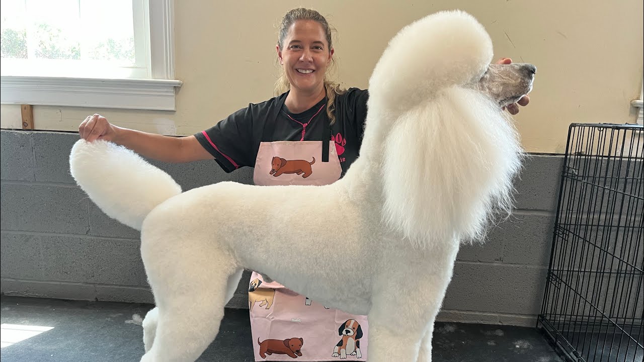 AKC + UKC Champion Standard Poodle Dog Grooming - Brodie