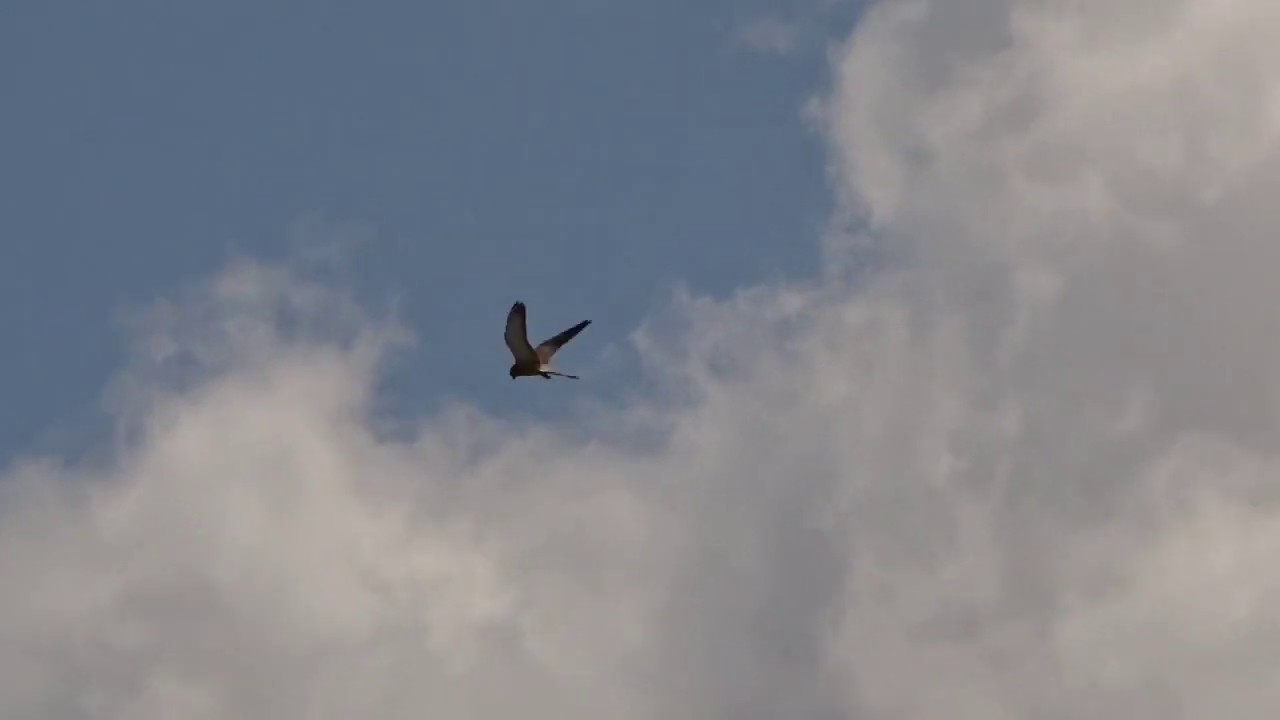 Falco Naumanni (Falco grillaio)