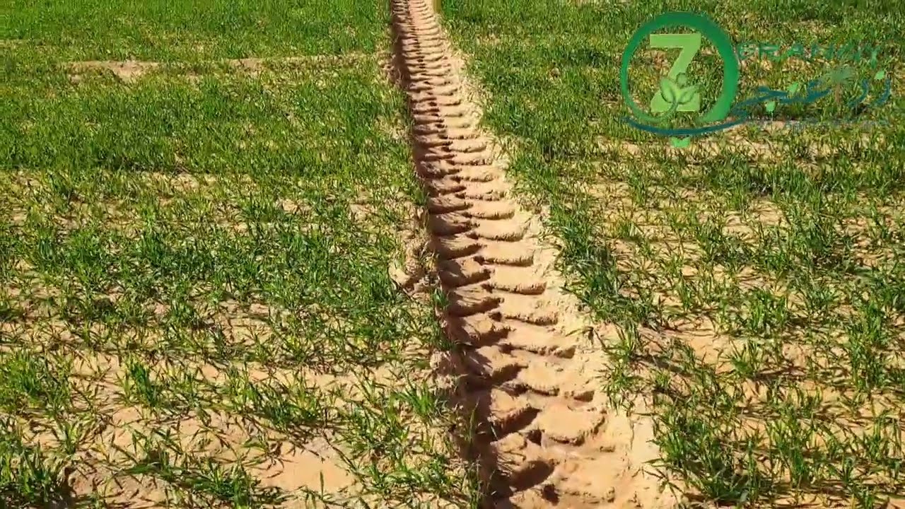 زراعة القمح| اسباب ضعف وتأخر نمو القمح #زراعنجى 🌾