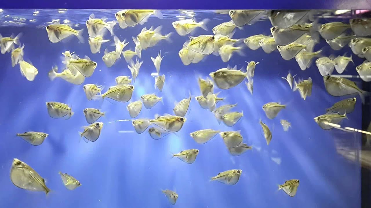 Клинобрюшка стерникла (Gasteropelecus sternicla)