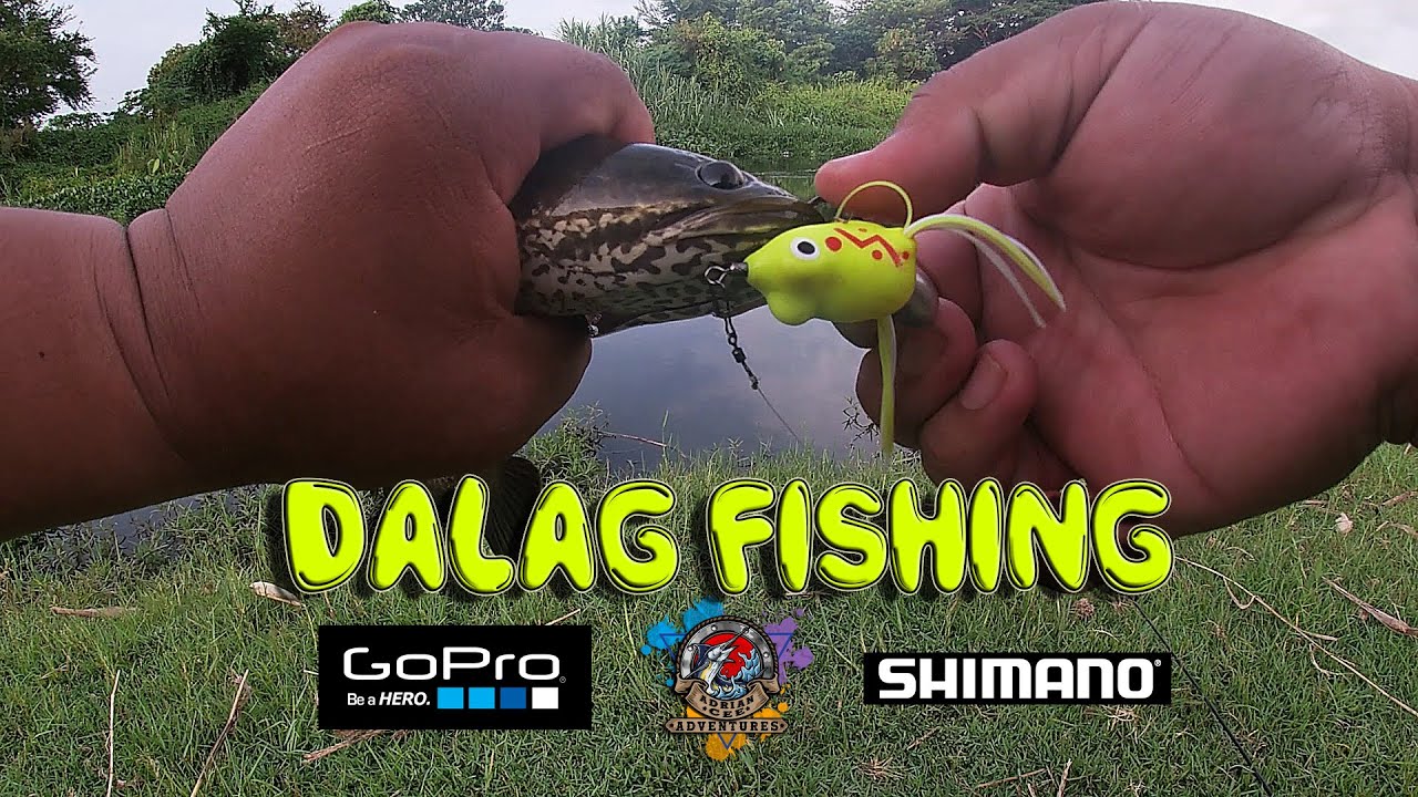 Quickie Dalag Fishing in the morning | Snakehead Fishing | Philippines