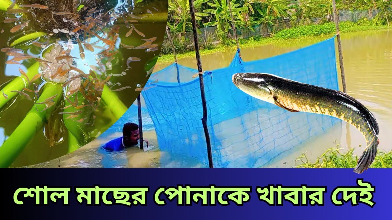 শোল মাছের পোনা। আমি প্রতি দিন কি খাবার দিয়ে থাকি!snakehead Fish farming in Bangladesh! 