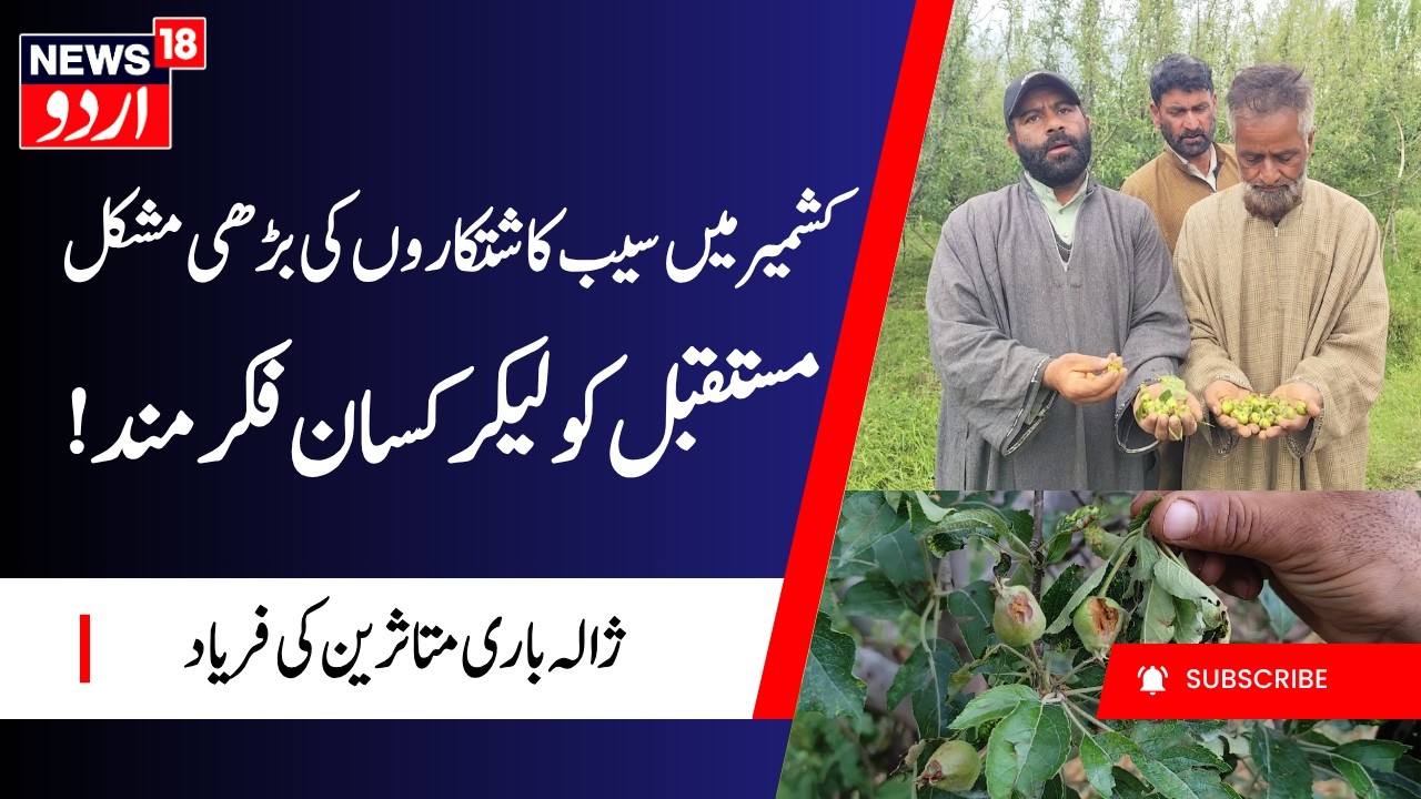 Kashmir Weather, Hailstorm in Pattan | پٹن کشمیر میں ژالہ باری متاثرہ میوہ کاشتکار، معاوضہ کی مانگ