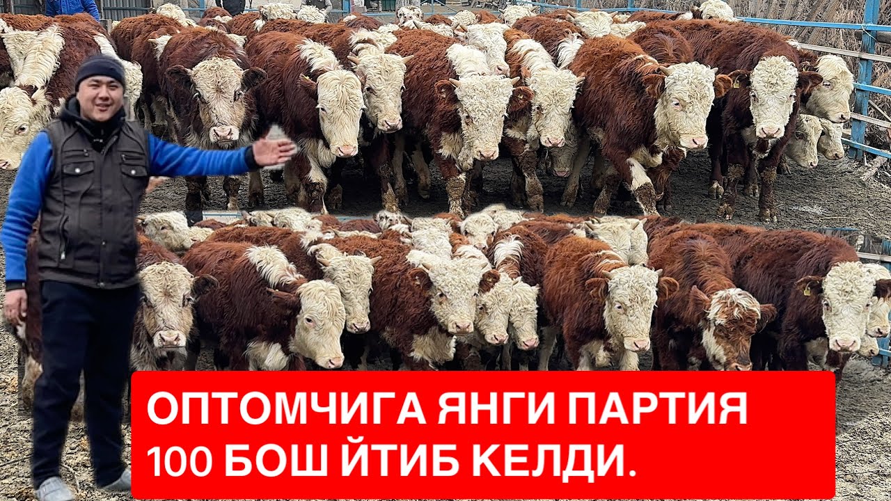 НАСИЛДОР БУҚАЛАРГА УЛГИРИБ ҚОЛИНГЛАР 100 БОШ ОПТОМЧИ ХАМИДУЛЛОХНИ ФЕРМАСИ. 