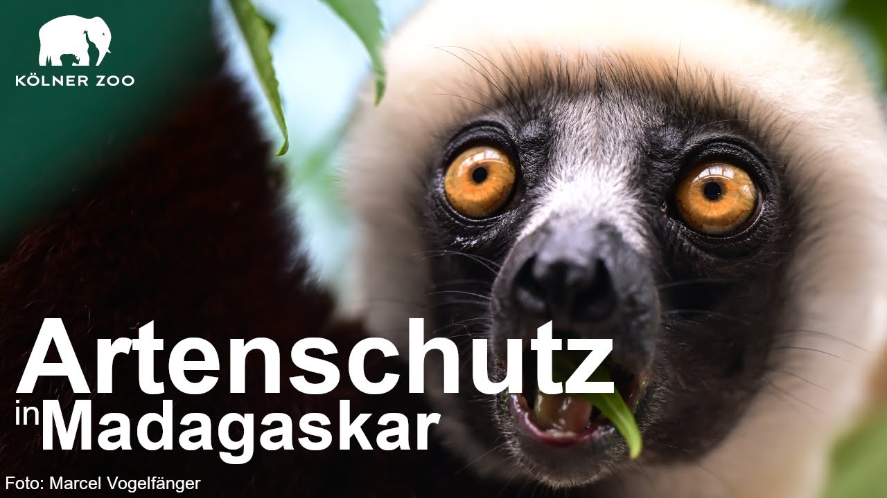 Artenschutz, des Kölner Zoos, in Madagaskar | Erklärt von Dr. Johanna Rode-White