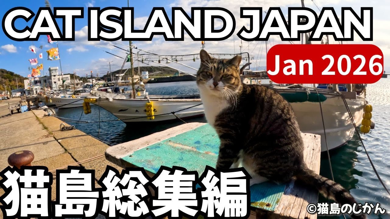 Jan.2026 CAT ISLAND JAPAN COMPILATION|2026年1月に出会った猫島の猫たち