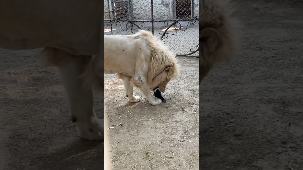 Lion eating rabbit