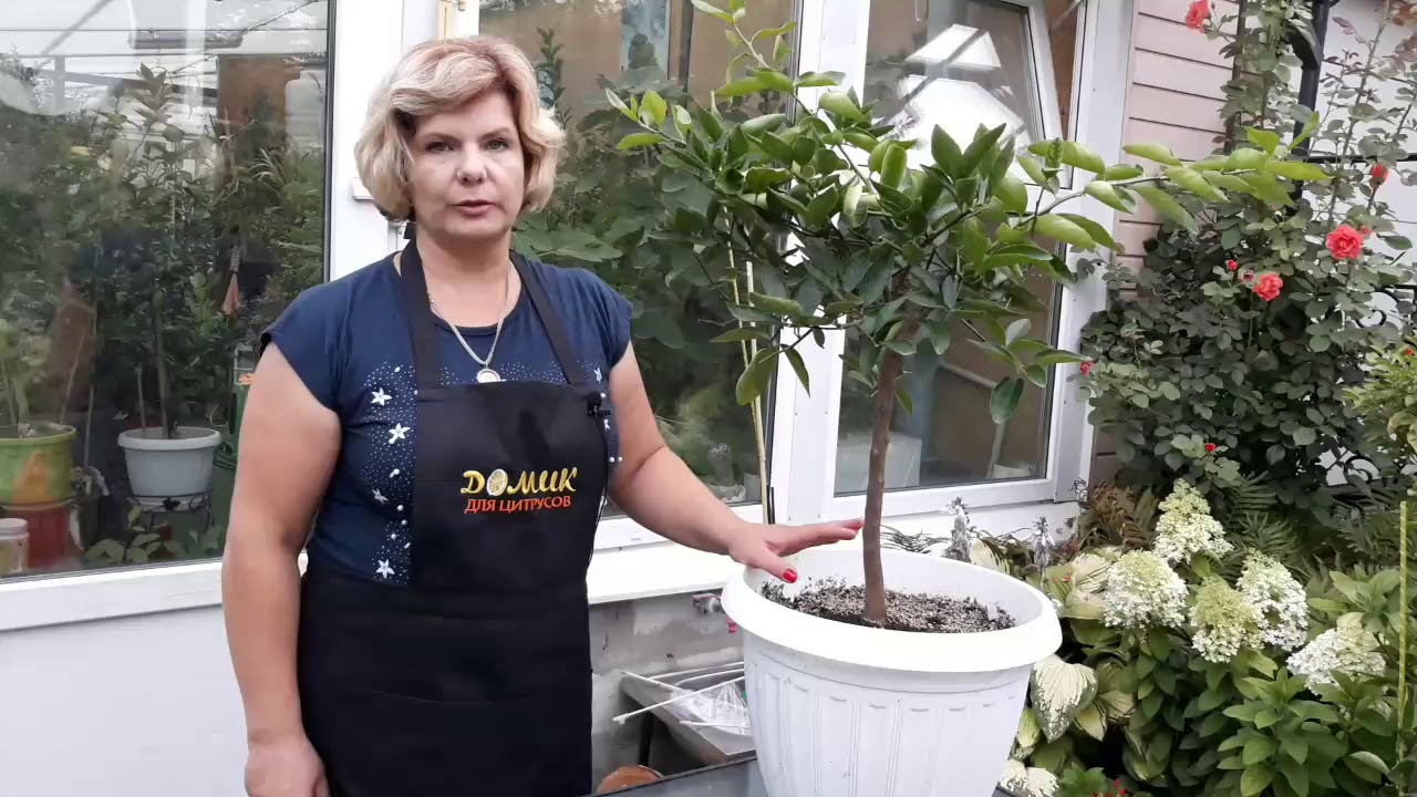 Формировка и обрезка наших цитрусов