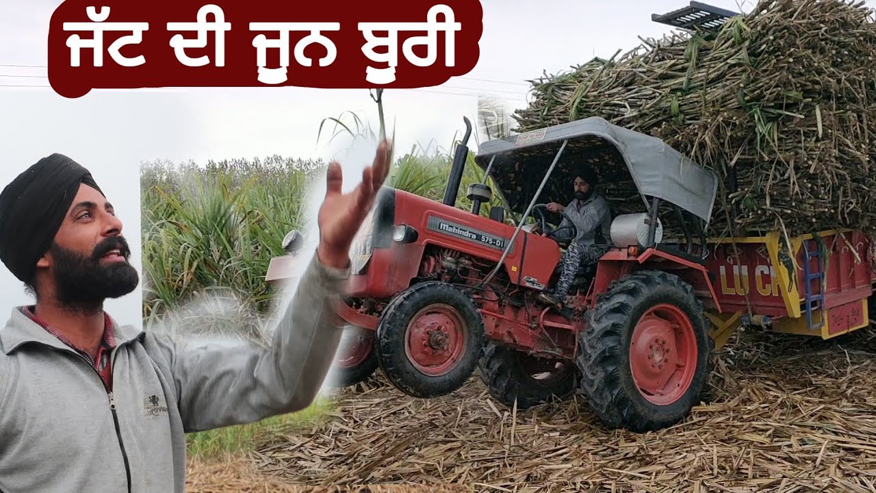 milo kala nu busy man & nimma