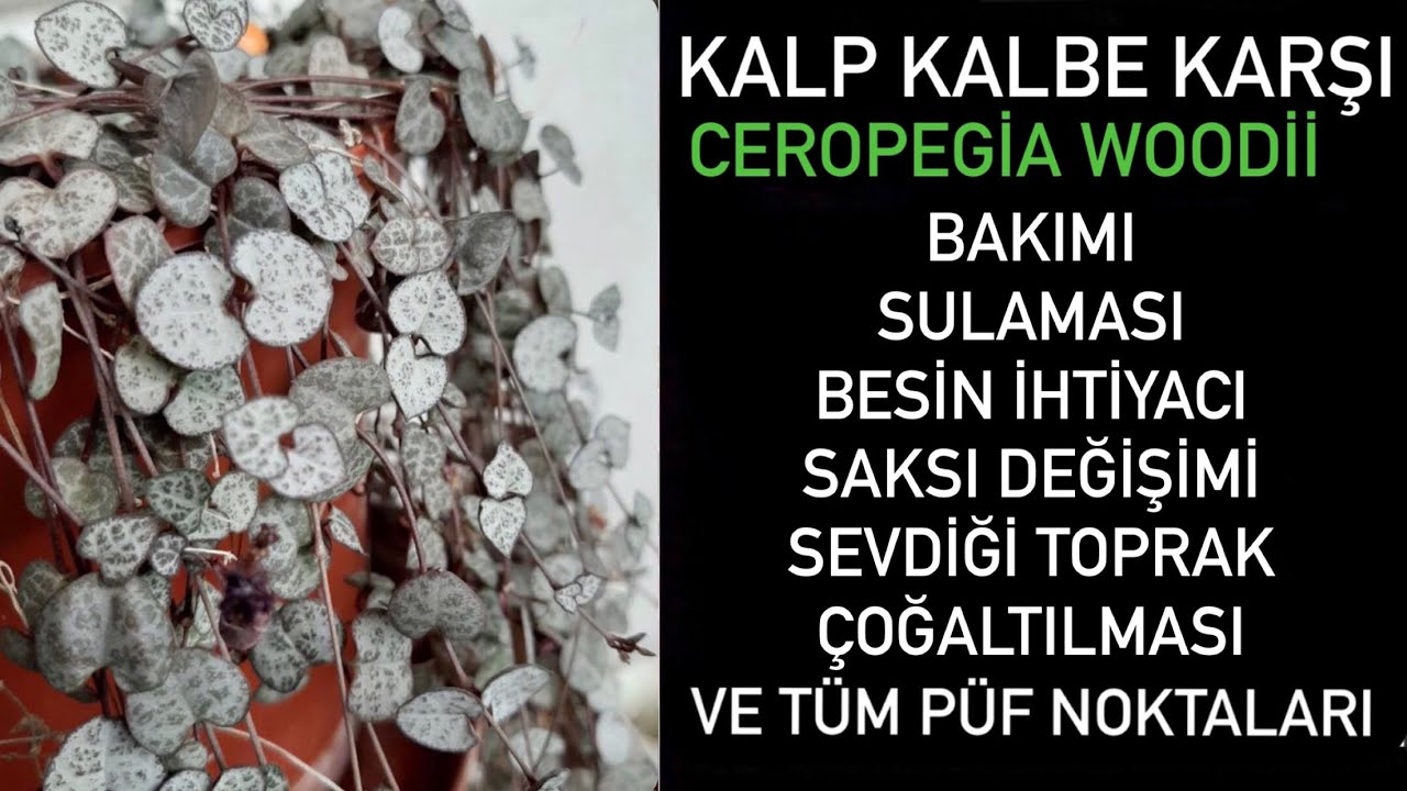 Kalp kalbe karşı çiçeği hakkında bilmeniz gerekenler!! #Ceropegiawoodii #bitkibakımı #plantcare