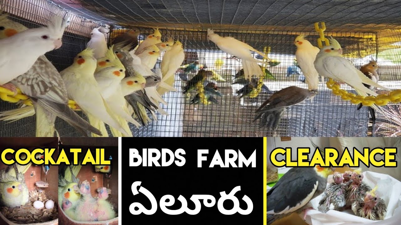 Cockatiel birds breeding farm clearance sale  #parakeet #parrot #birdslover #pets #shortsfeed#shorts
