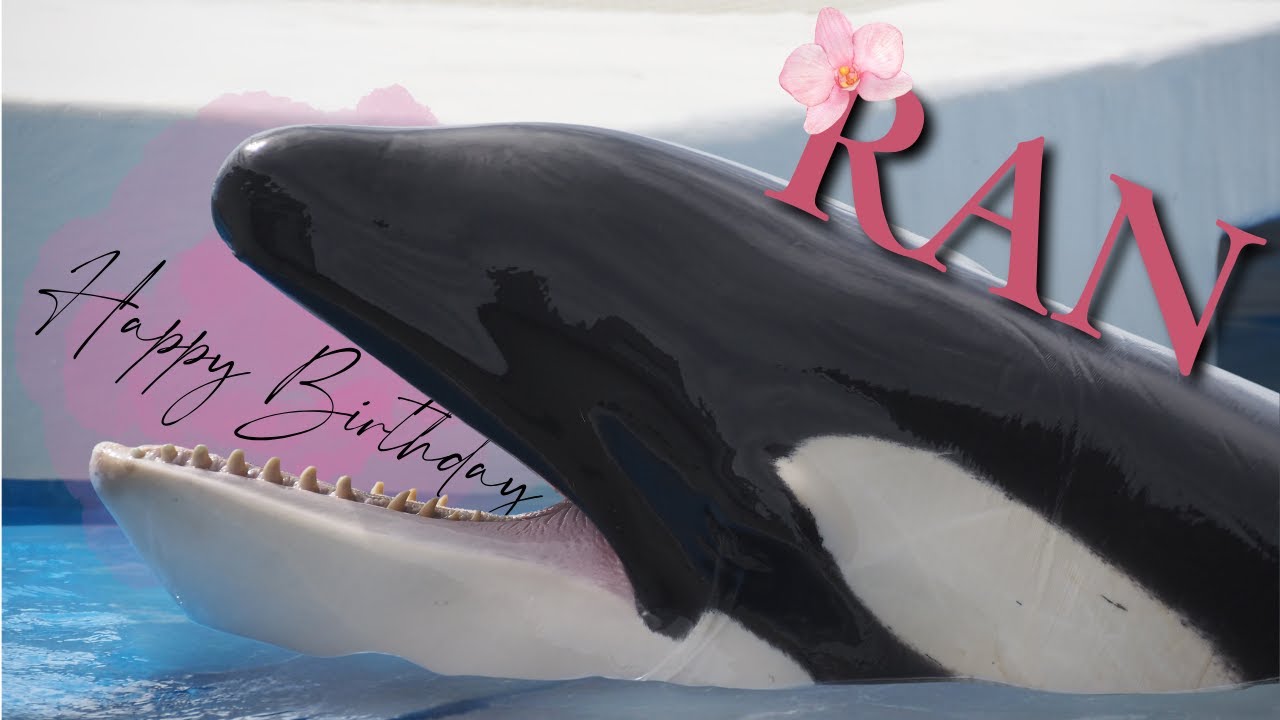 ラン19歳のお誕生日おめでとう!! / #シャチ #orca #神戸須磨シーワールド #kobesumaseaworld
