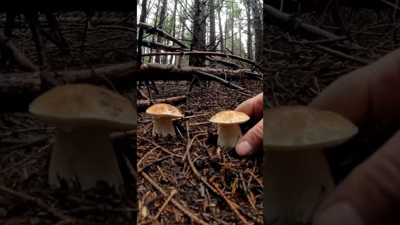 Boletus Edulis🍄season 2024;cold morning#new #steinpilze #grzyby #wildlife #nature #foryou #short #4k