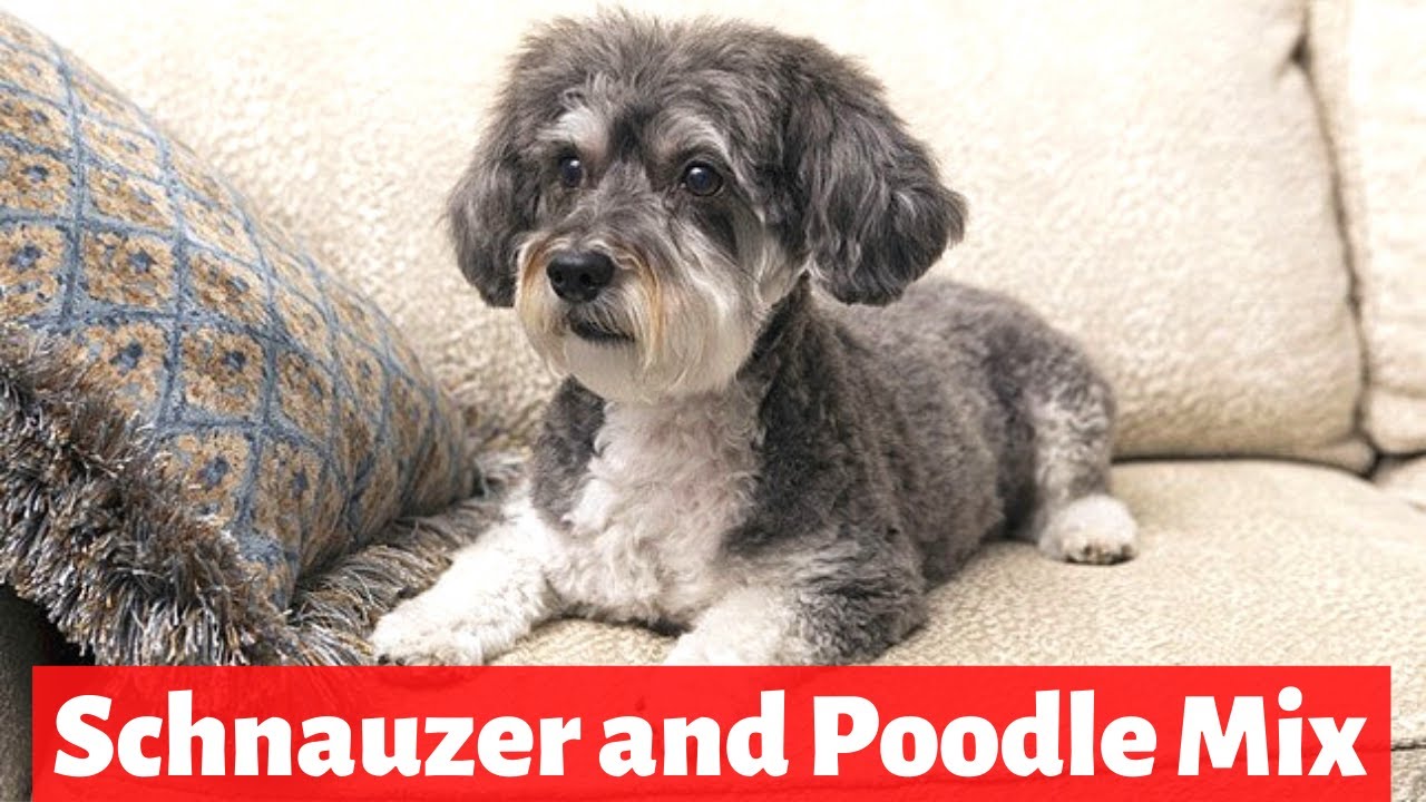 Schnoodle: Schnauzer and Poodle Mix Breed | Personality and Temperament | Should you get one?