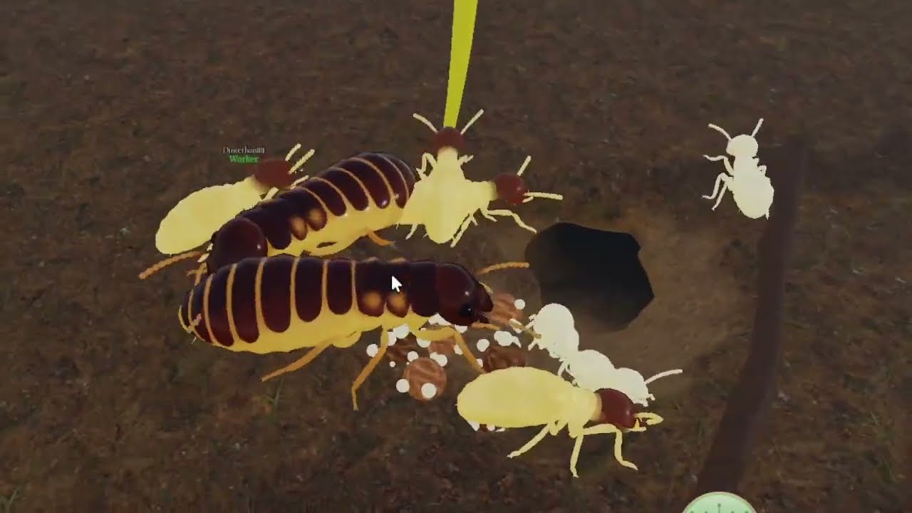 Biggest raid in Termite Kingdom
