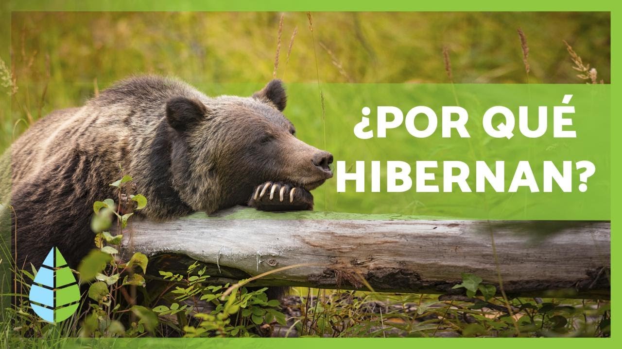 &iquest;Qu&eacute; es la HIBERNACI&Oacute;N y qu&eacute; ANIMALES HIBERNAN? 🐻🐸