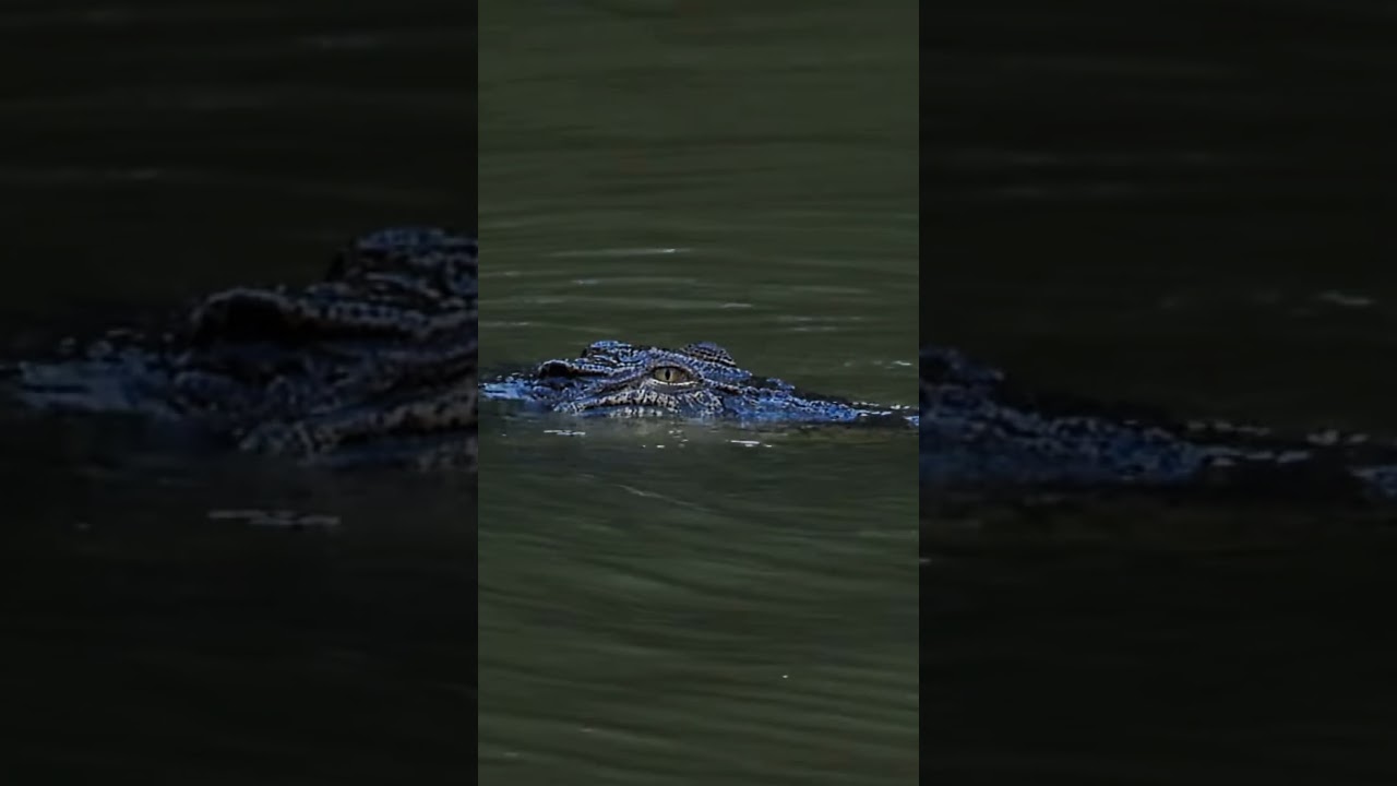 Croc eyes in the early morning #crocodile #wildlife #animaleyes #sgbuloh #nikonsg