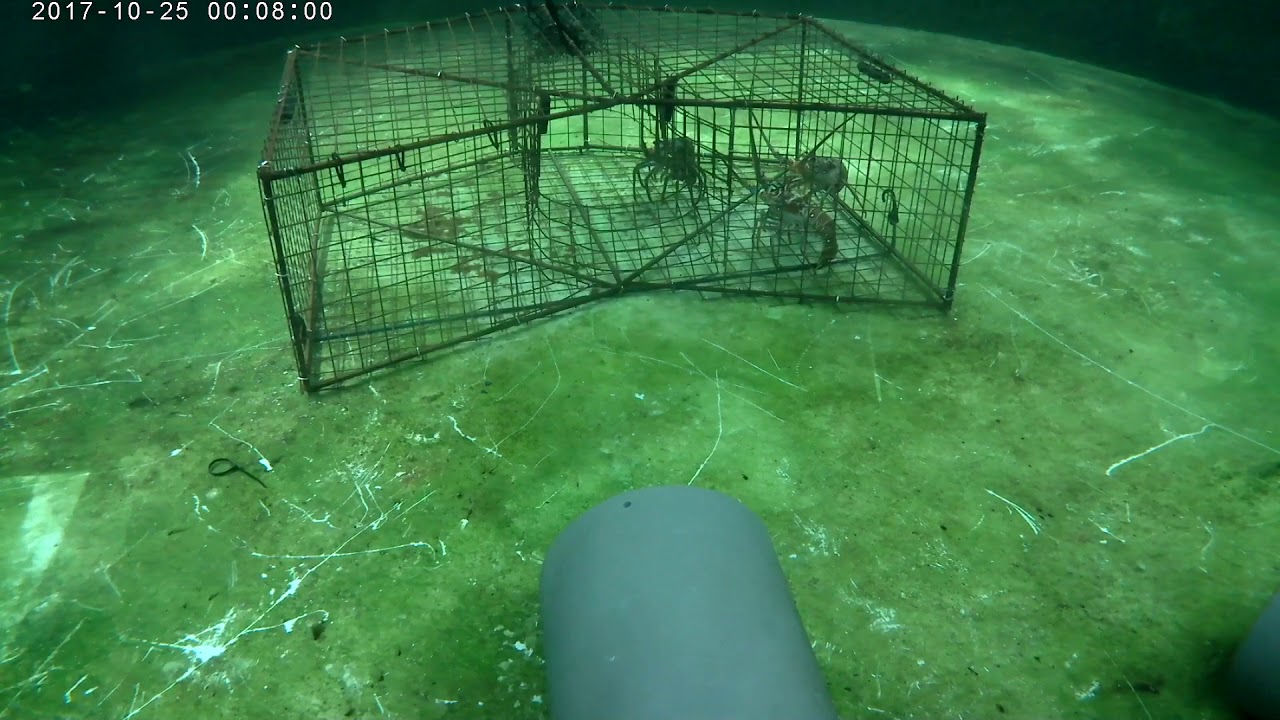 Nurse shark lobster trap study