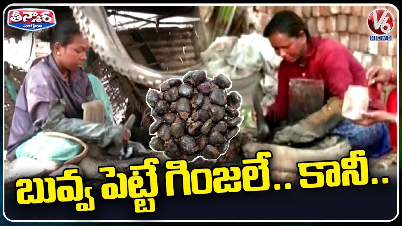 Bhilawa Seeds Makers Facing Financial issues | Jeedi Ginjalu | V6 Weekend Teenmaar