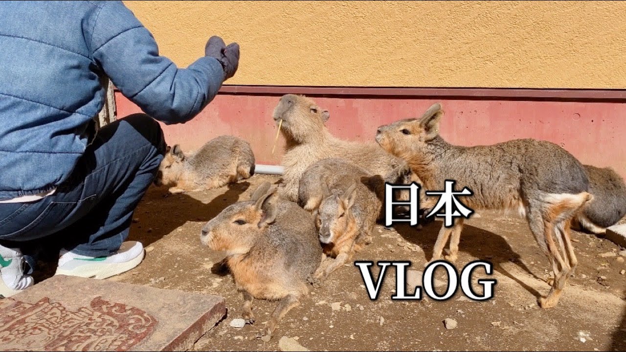 일본 VLOG | 쉼이 필요한 시간 | 료칸 여행 | 이즈 사보텐 동물원 | 카피바라 |