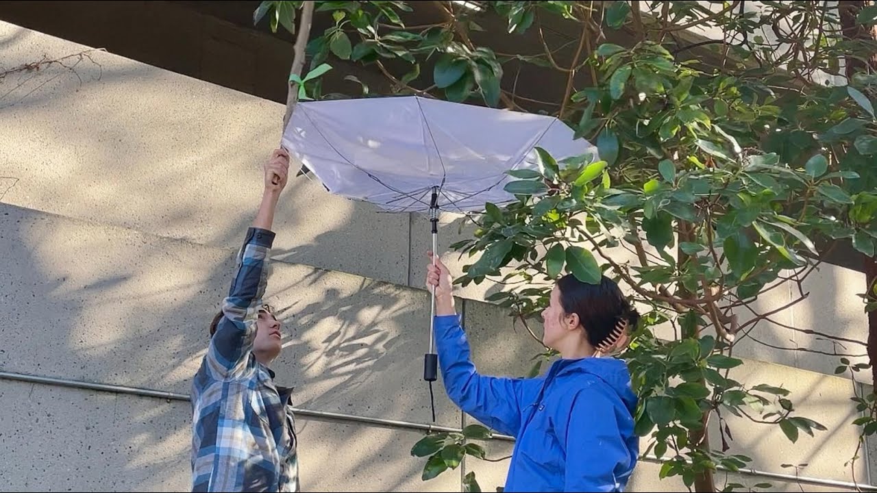 Campus as a Living Lab: Campus Trees, Microbes and Insects