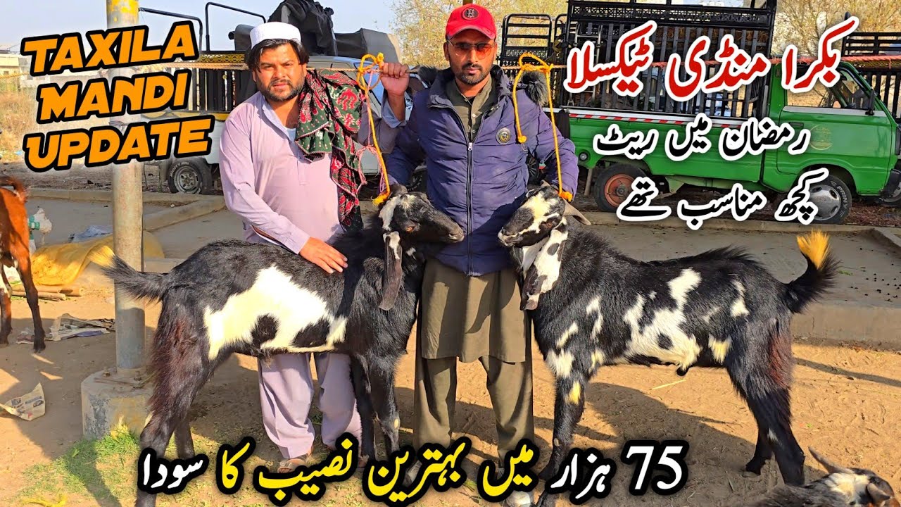 Naseeb Ka Soda Bakra Mandi Taxila Update March 2026 | Bakra Eid Qurbani Rates 