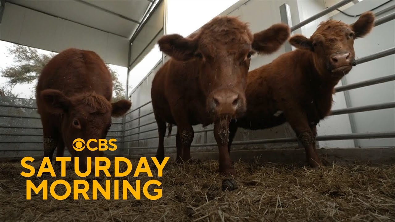 The unlikely role red cows play in war between Israel and Hamas